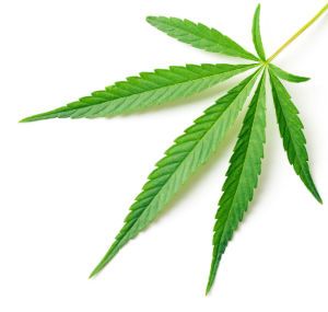 CBD Hanföl wird aus der Cannabis Pflanze gewonnen mit überraschend gesunder Wirkung.