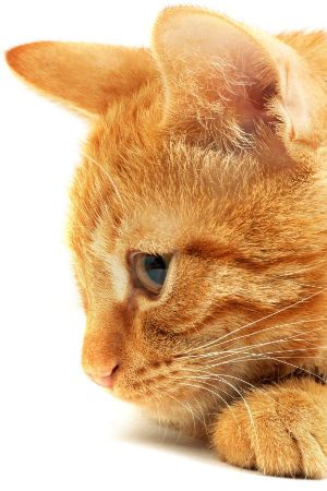 Hanföl kann auch bei Katzen sehr positiv wirken und unterstützen