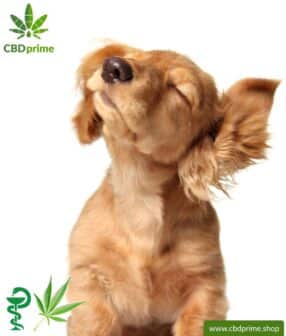CBD Beschnüffel BOX für Hunde und Welpen. Zum Testfuttern!